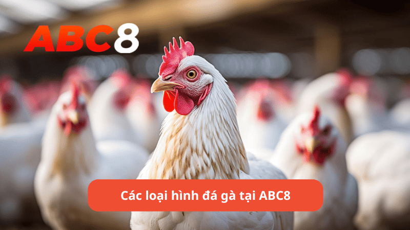 Các loại hình đá gà tại ABC8