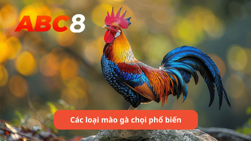 Các loại mào gà chọi phổ biến