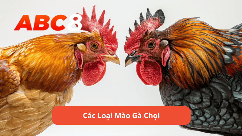 Các Loại Mào Gà Chọi