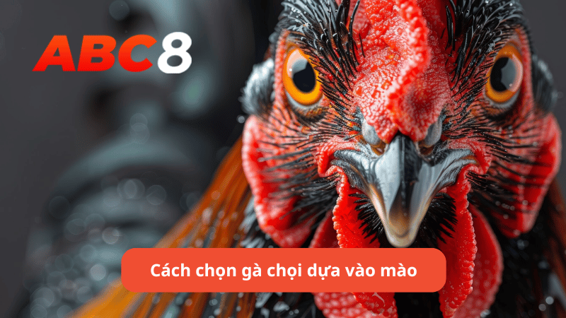 Cách chọn gà chọi dựa vào mào