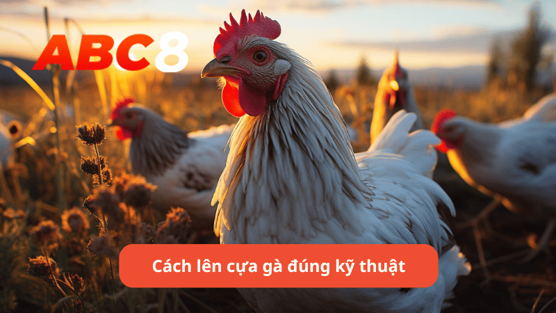 Cách lên cựa gà đúng kỹ thuật